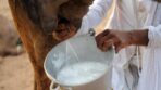حليب الناقة الطبيعي من الريصاني – Image 3