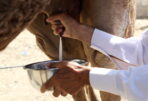 حليب الناقة الطبيعي من الريصاني – Image 2